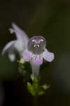 Georgia calamint